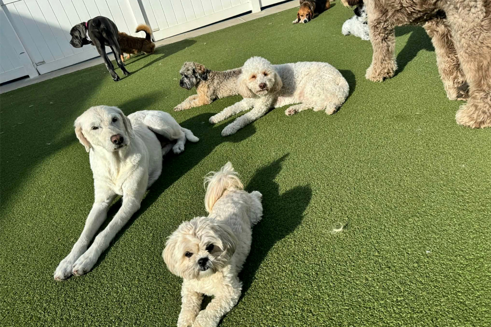 Dogs Lying Around - Happy Dog Spot