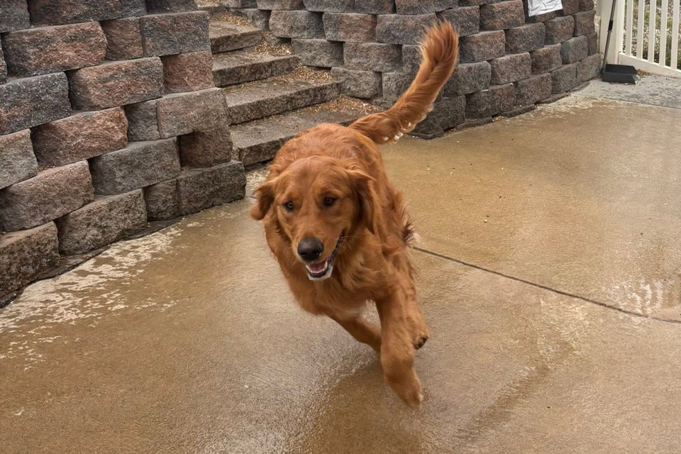 Retriever Running - Happy Dog Spot