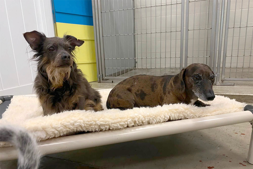 Two Dogs on Bed in Kennel - Happy Dog Spot