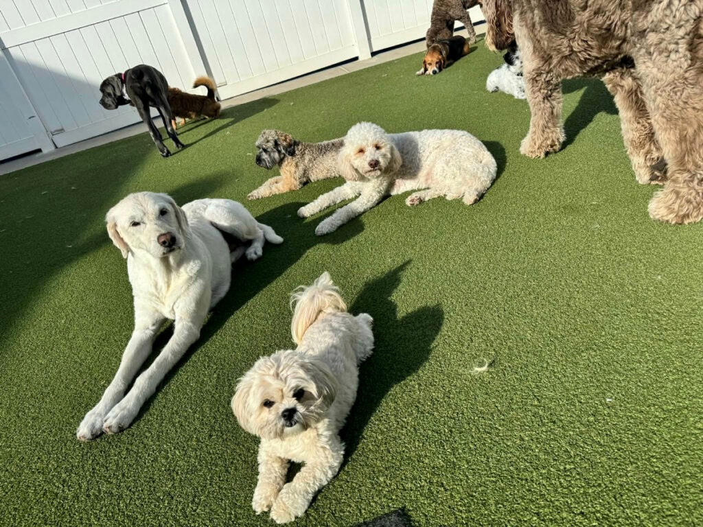 Dogs Lying Around - Happy Dog Spot