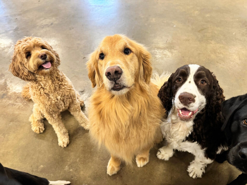 Three Dogs Sitting - Happy Dog Spot
