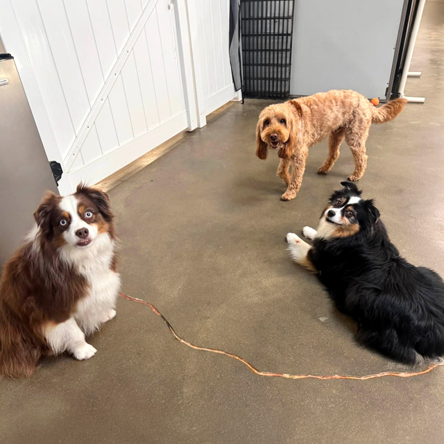 Happy Dog Spot Staff